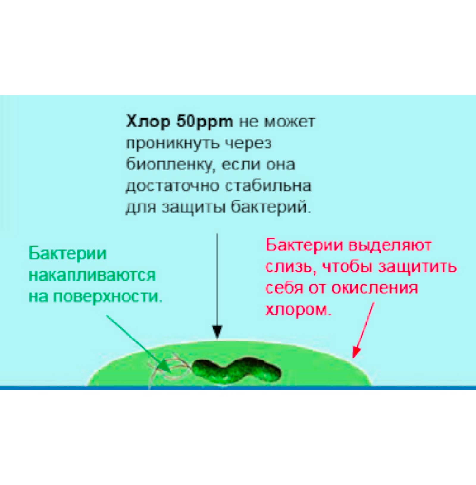 Биоустойчивость – нет убежища для бактерий, вирусов и других возбудителей болезней